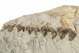 Unprepared Oreodont (Merycoidodon) Upper Skull -South Dakota #249262-5